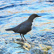 White-throated Dipper