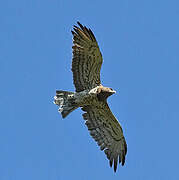 Short-toed Snake Eagle