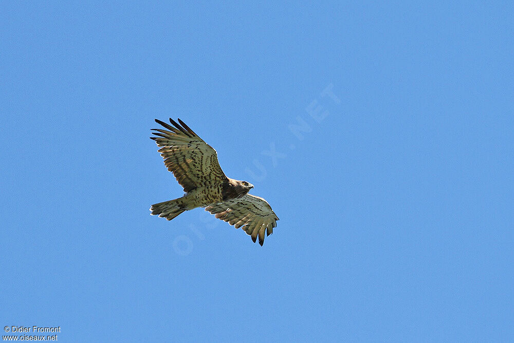 Short-toed Snake Eagle