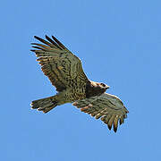 Short-toed Snake Eagle