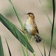 Zitting Cisticola