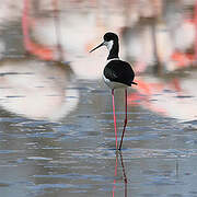 Black-winged Stilt