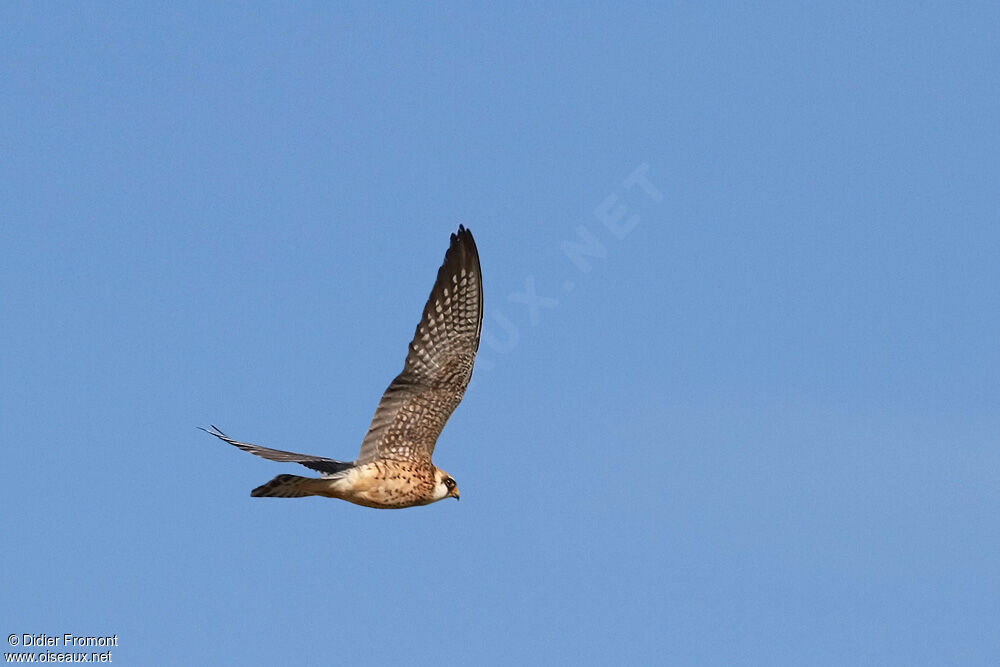 Red-footed Falcon