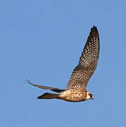 Red-footed Falcon