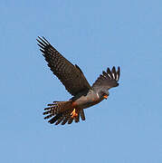 Red-footed Falcon