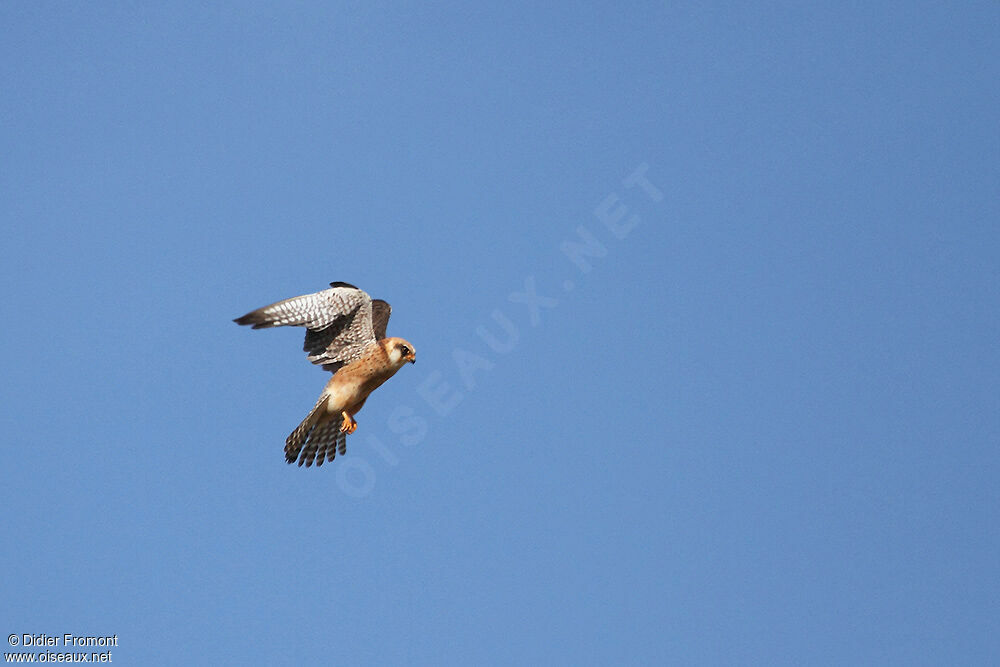 Red-footed Falcon