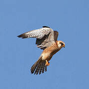 Red-footed Falcon