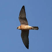 Red-footed Falcon