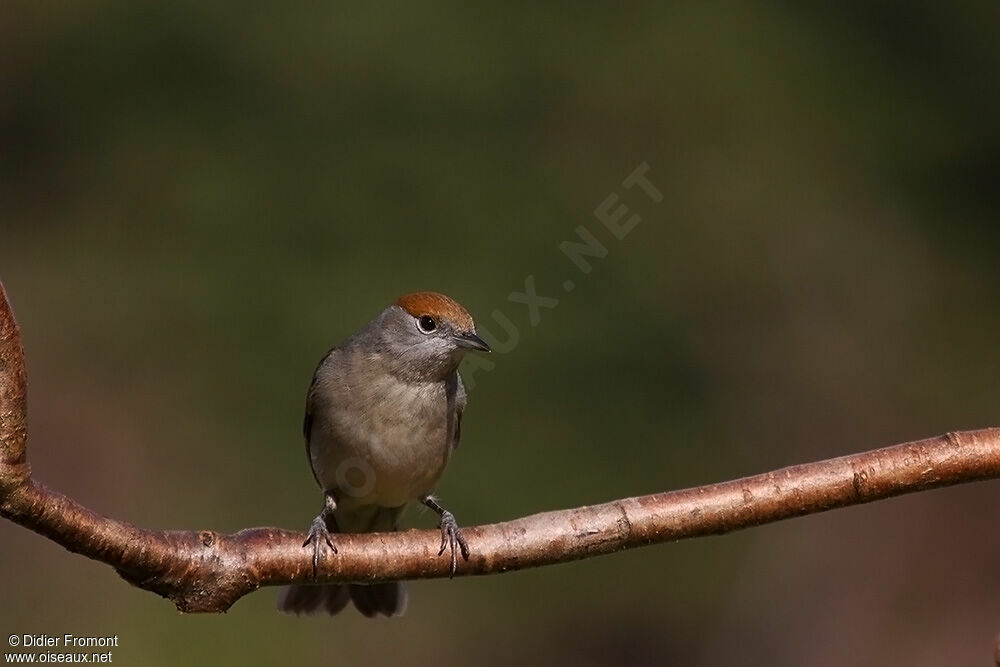 Eurasian Blackcap