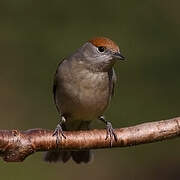 Eurasian Blackcap