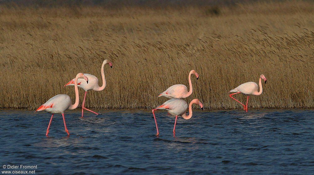 Flamant rose