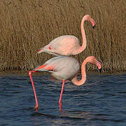 Flamant rose