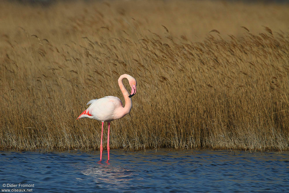 Flamant rose