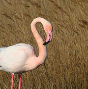 Greater Flamingo