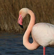 Flamant rose