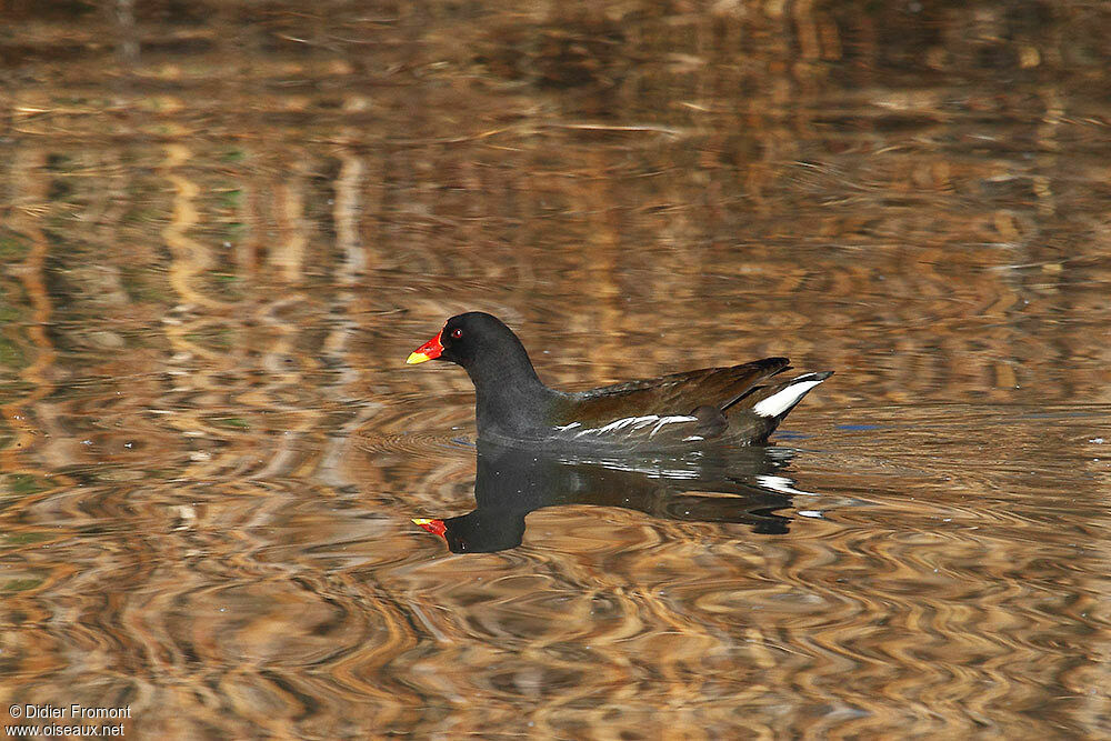 Gallinule poule-d'eau