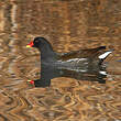 Gallinule poule-d'eau