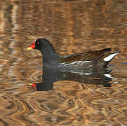 Gallinule poule-d'eau