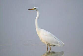 Grande Aigrette