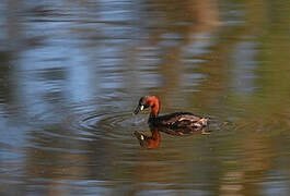 Little Grebe