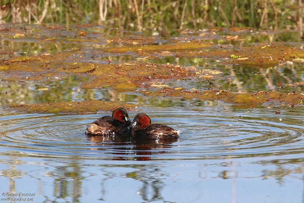 Little Grebe