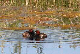 Little Grebe