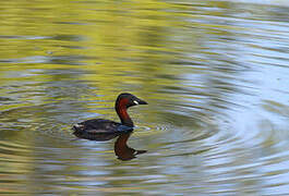 Little Grebe