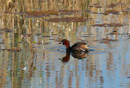 Little Grebe