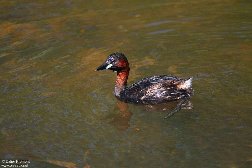 Little Grebe