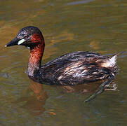 Little Grebe