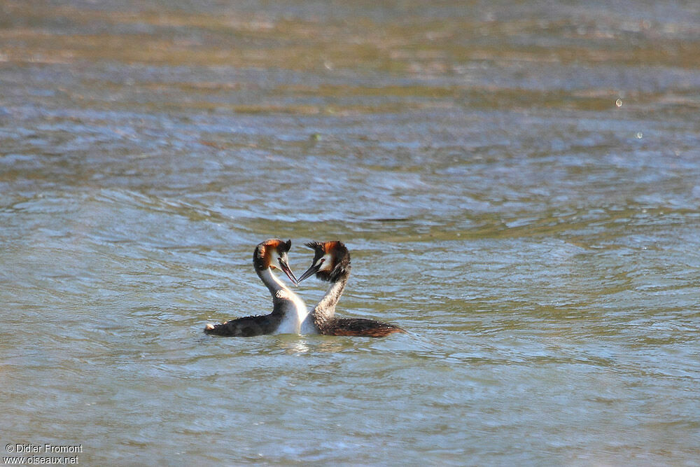 Great Crested Grebe adult breeding