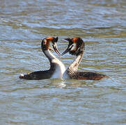 Great Crested Grebe