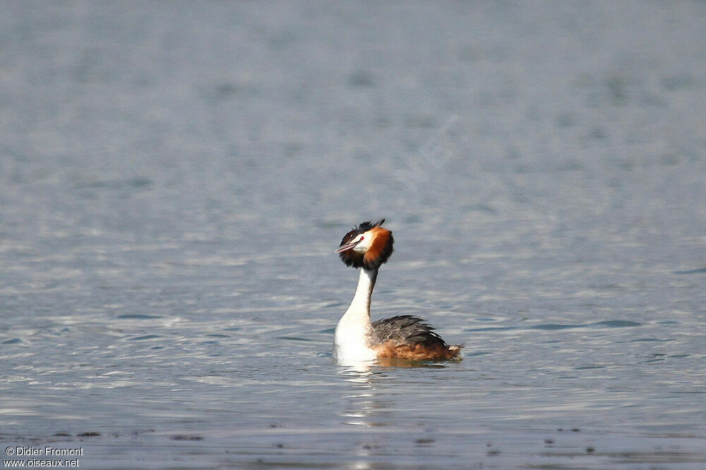 Great Crested Grebeadult breeding