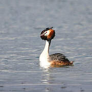 Great Crested Grebe