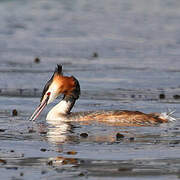 Great Crested Grebe