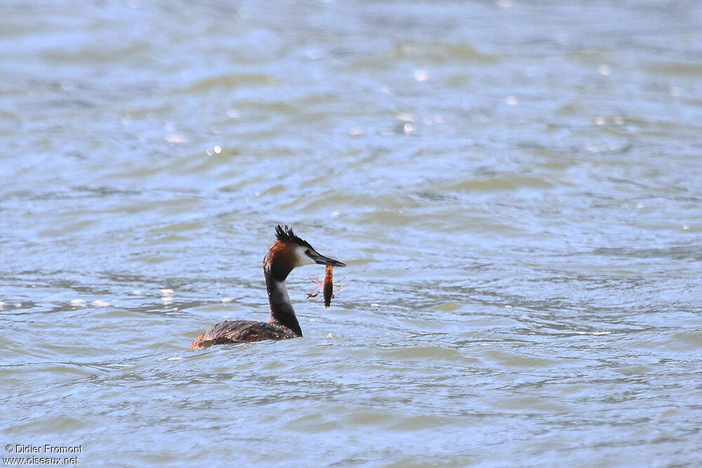 Great Crested Grebe