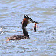 Great Crested Grebe