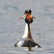 Great Crested Grebe