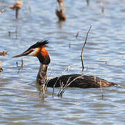 Great Crested Grebe