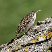 Short-toed Treecreeper