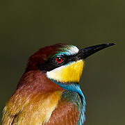 European Bee-eater