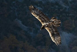 Bearded Vulture