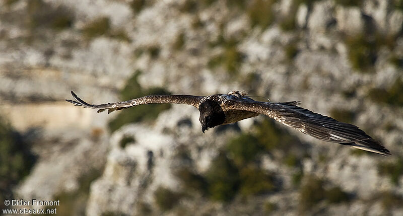 Bearded Vulture