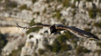 Bearded Vulture