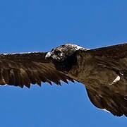 Bearded Vulture