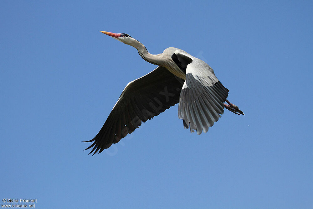 Grey Heron