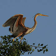 Purple Heron