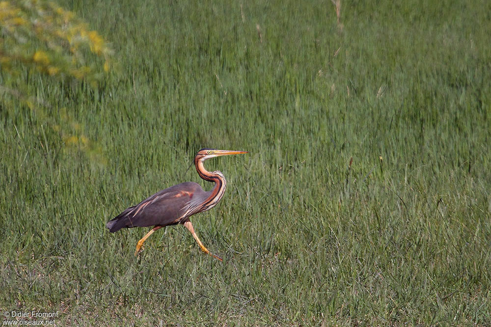 Purple Heron