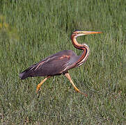 Purple Heron