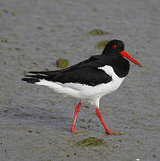 Eurasian Oystercatcher